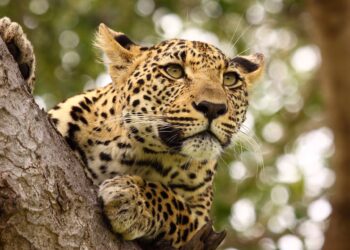 Rina Saeed KhanChairman, Margallas Hills National Park (MHNP)Saving The Margallas