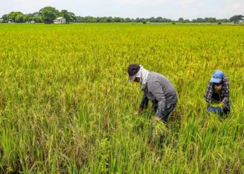 Fact Check: Have Agricultural Taxes Actually Increased in Punjab?