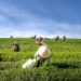 Unprecedented rush: Italy’s Seasonal Work Visa applications surpass quota in just one day