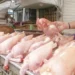 Chicken-Meat
