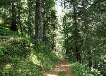 Approximately 100 Kanal Land in Ayubia Leased by Monal Group Through GDA