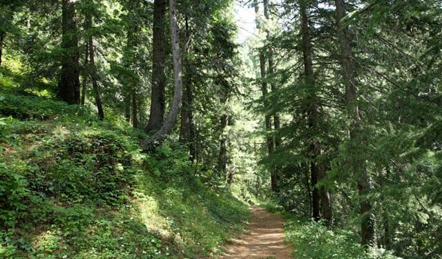 Approximately 100 Kanal Land in Ayubia Leased by Monal Group Through GDA