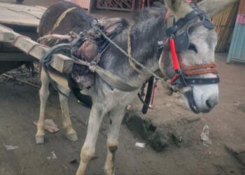 Man arrested for ‘amputating’ donkey’s legs