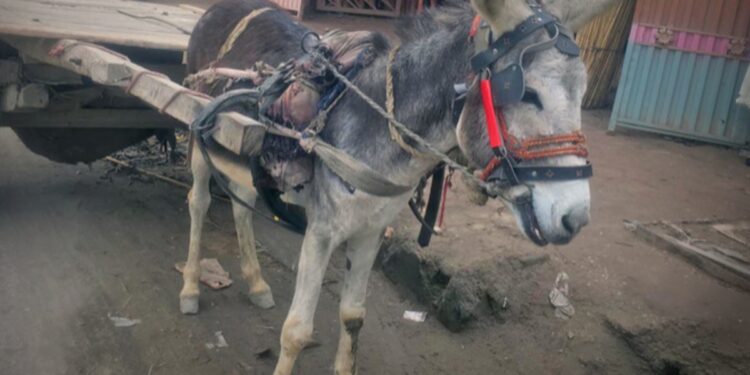 Man arrested for ‘amputating’ donkey’s legs