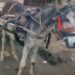 Man arrested for ‘amputating’ donkey’s legs