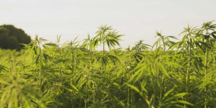 Govt to permit commercial cultivation of hemp