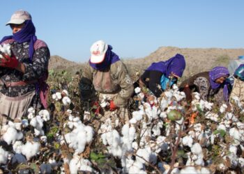 Cotton production plummets 60%, textile sector on high alert