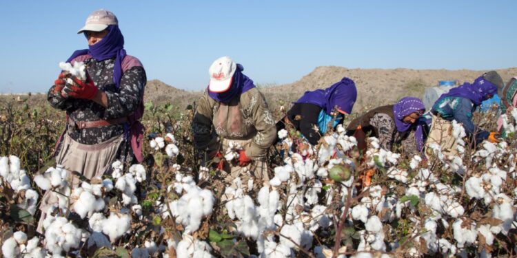 Cotton production plummets 60%, textile sector on high alert