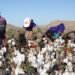 Cotton production plummets 60%, textile sector on high alert
