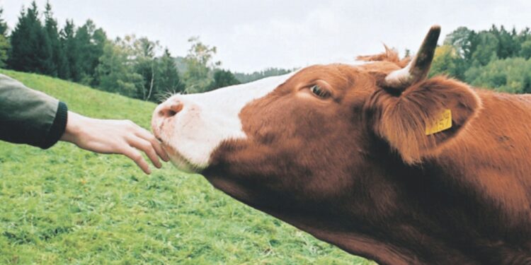 Pakistan set to host first international animal rights conference