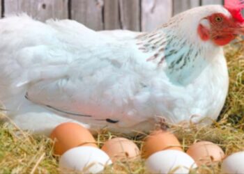Chicken, egg prices surge after Punjab rain spell [check latest rates]