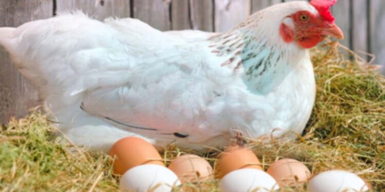 Chicken, egg prices surge after Punjab rain spell [check latest rates]