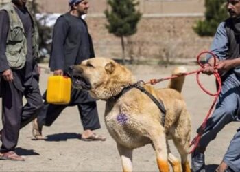 Punjab Police induct Afghan dogs for border security