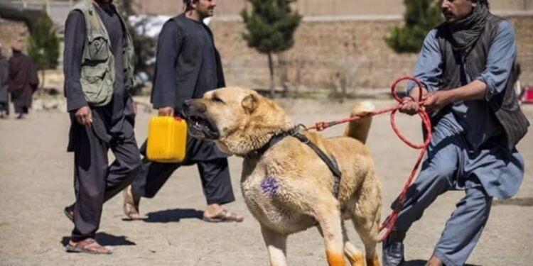 Punjab Police induct Afghan dogs for border security