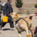 Punjab Police induct Afghan dogs for border security