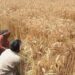 Punjab farmers say no to govt wheat offer