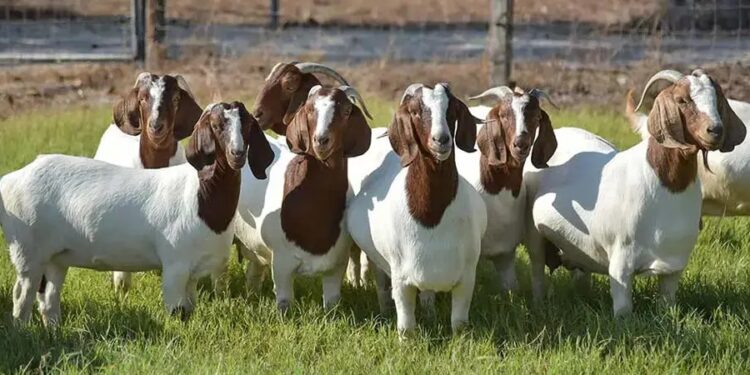 Thousands of goats to be provided to farmers in punjab