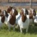 Thousands of goats to be provided to farmers in punjab