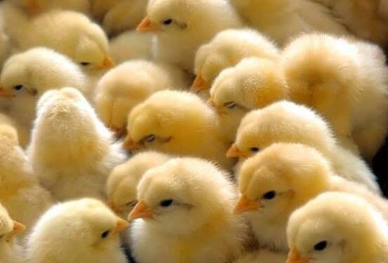 CCP slaps Rs155M fine on poultry hatcheries