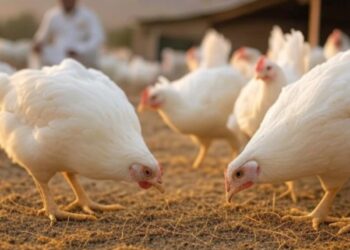 PFA seizes 1500kg of contaminated chickens