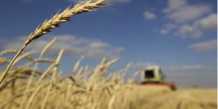 Punjab govt allows wheat transportation