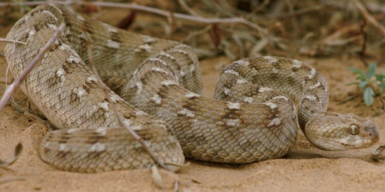 Snake bites surge in Thar following monsoon showers