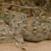 Snake bites surge in Thar following monsoon showers
