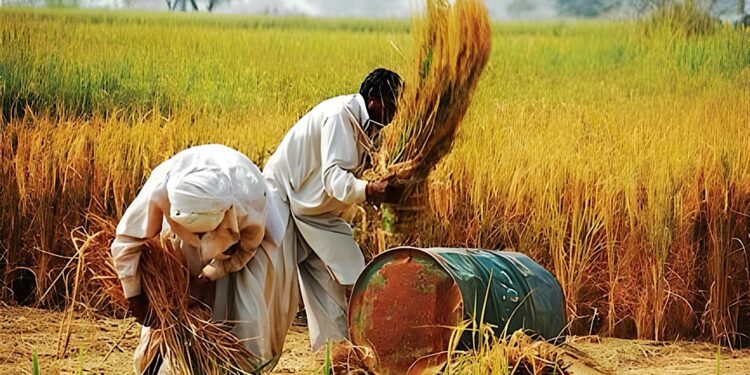 Provincial govt announces Rs100bn interest-free loans for wheat farmers