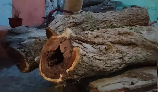 Timber auctions banned in Punjab under CM Maryam’s orders