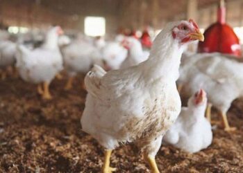 Chicken prices drop across Pakistan