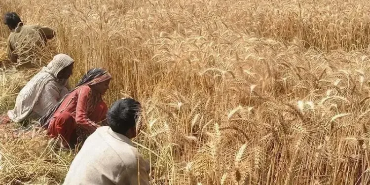 Punjab Sets wheat procurement price at Rs3500 per maund