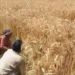 Punjab Sets wheat procurement price at Rs3500 per maund