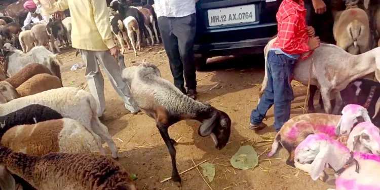 Poisoned Goats found sold as meat in Lahore