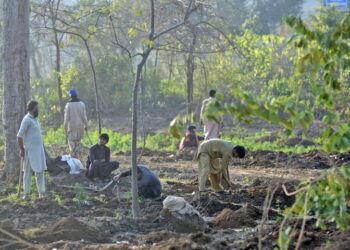IHC stops CDA from cutting trees in Islamabad