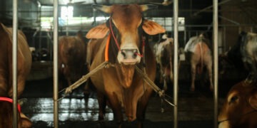 Govt announces new rules for cattle markets for Eid ul Azha 2026