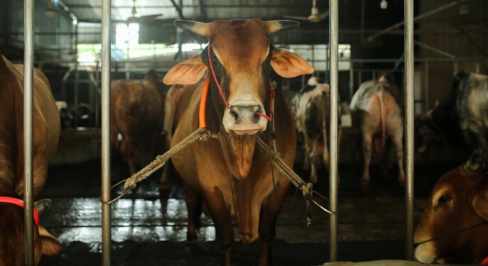 Govt announces new rules for cattle markets for Eid ul Azha 2026