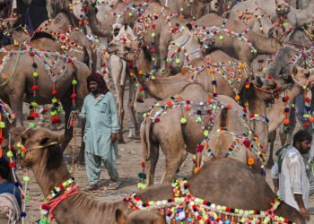 Health officials alert public about Congo virus ahead of Eid