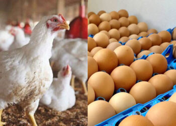 Poultry and meat prices increase across the country