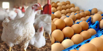 Poultry and meat prices increase across the country