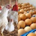 Poultry and meat prices increase across the country