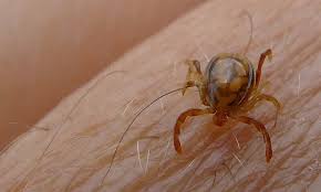 Congo virus claims life of teenager in Karachi