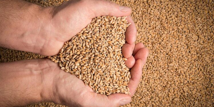 Punjab govt sets wheat procurement rate at Rs 3500