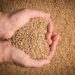 Punjab govt sets wheat procurement rate at Rs 3500
