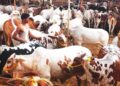 Lahore Introduces New Traffic Arrangements for Cattle Markets
