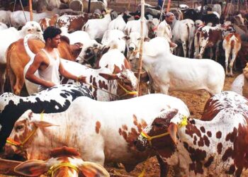 Lahore Introduces New Traffic Arrangements for Cattle Markets