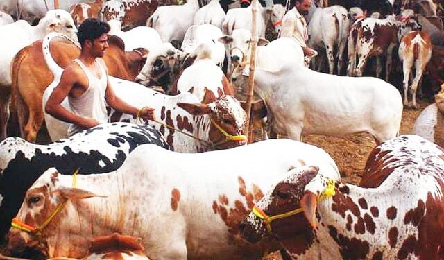 Lahore Introduces New Traffic Arrangements for Cattle Markets