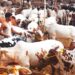 Lahore Introduces New Traffic Arrangements for Cattle Markets