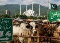 Islamabad opens special livestock markets for Eid