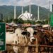 Islamabad opens special livestock markets for Eid
