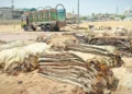 Government announces strict rules for hide collection on Eid-ul-Adha